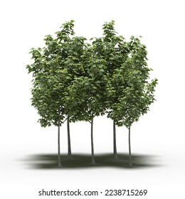 group of trees with a shadow under it, isolated on white background, 3D illustration, cg render