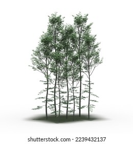 group of trees with a shadow under it, isolated on white background, 3D illustration, cg render