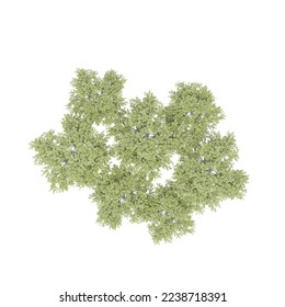group of trees, top view, isolated on white background, 3D illustration, cg render