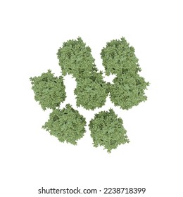 group of trees, top view, isolated on white background, 3D illustration, cg render