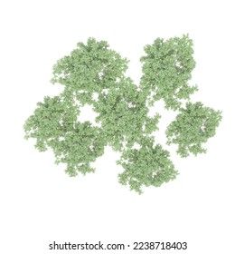 group of trees, top view, isolated on white background, 3D illustration, cg render