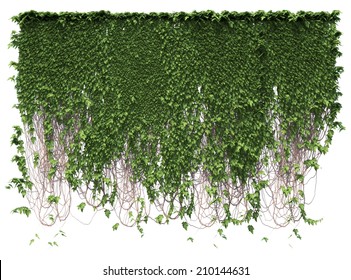 Growing ivy leaves isolated on a white background