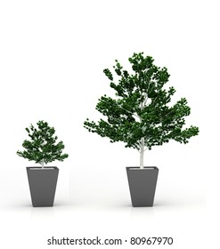 Growing plant concept