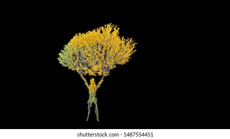 Growing Tree in a shape of Human. Eco Concept. 3D rendering.