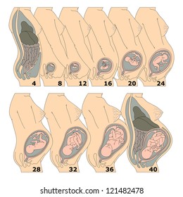 The growth of a human fetus in weeks