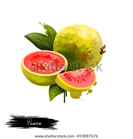 Guava fruit isolated on white background. Ripe apple guavas common tropical fruits, Myrtaceae family. Fresh tasty fruit colorful drawing with paint splashes and drips. Digital art design illustration