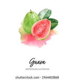 Guava Watercolor Illustration Isolated On Splash Background