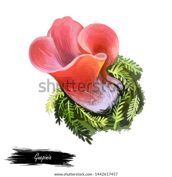 Guepinia Helvelloides Apricot Jelly Fungus Salmonpink のイラスト素材