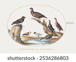 Gulls and Other Birds on a Shore (1575-1580) painting by Joris Hoefnagel. Vintage Gulls and Other Birds  animal art illustration. Joris Hoefnagel