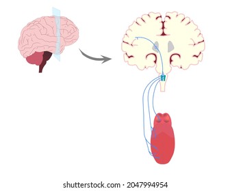 Gustatory Pathway. Anatomy structures of Gustatory Pathway