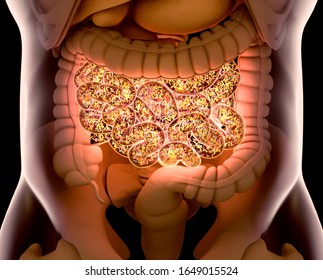 Gut bacteria , gut flora, microbiome. Bacteria inside the small intestine, concept, representation. 3D illustration. 