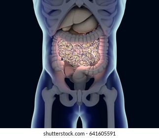 Gut Bacteria , Gut Flora, Microbiome. Bacteria Inside The Small Intestine, Concept, Representation. 3D Illustration. 