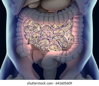 Gut bacteria , gut flora, microbiome. Bacteria inside the small intestine, concept, representation. 3D illustration. 