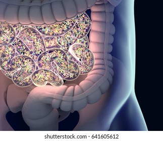 Gut Bacteria , Gut Flora, Microbiome. Bacteria Inside The Small Intestine, Concept, Representation. 3D Illustration. 