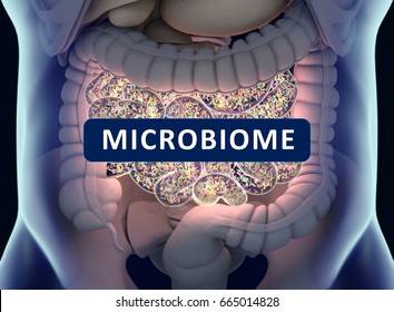 Gut bacteria , gut flora, microbiome. Bacteria inside the small intestine, concept, representation with title "Microbiome". 3D illustration. 