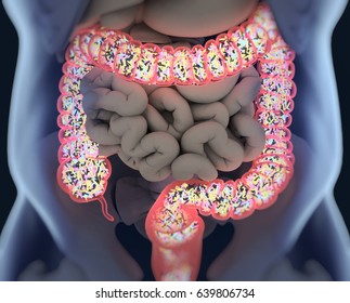 Gut bacteria, microbiome. Bacteria inside the large intestine, concept, representation. 3D illustration. 