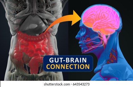 Gut-brain connection or gut brain axis. Concept art showing a connection from the gut to the brain. 3d illustration. 