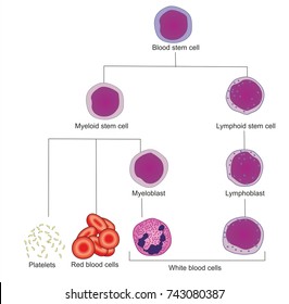 Haematopoiesis Images, Stock Photos & Vectors | Shutterstock