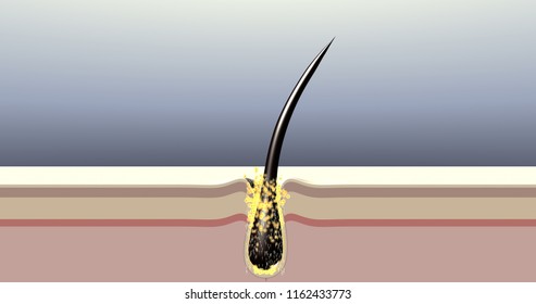 3d Hair Root Images Stock Photos Vectors Shutterstock