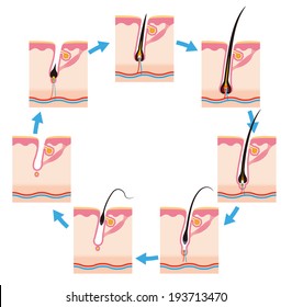 Hair Cycle, 