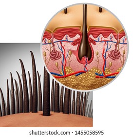 Hair Follicle Anatomy Diagram Dermitology Medical Concept As Human Hairs With A Shaft Emerging From The Scalp As A 3D Illustration.