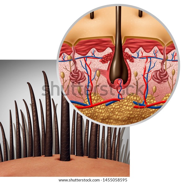Hair follicle anatomy diagram dermitology\
medical concept as human hairs with a shaft emerging from the scalp\
as a 3D\
illustration.