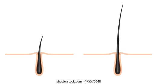 Hair Follicle. Cross Section.
3D Illustration.