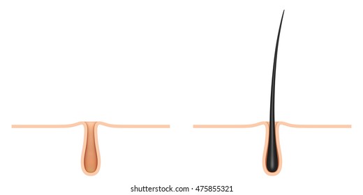 Hair Follicle. Cross Section.
3D Illustration.