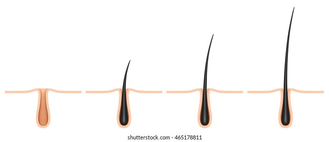 Hair Follicle. Cross Section.scalp Isolated On A White Background.
3D Illustration,