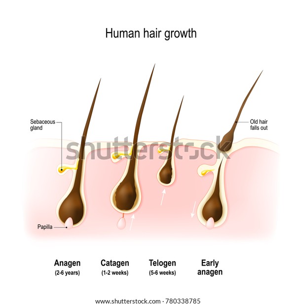 Hair Growth Anagen Growth Phase Catagen Stock Illustration 780338785