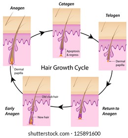 Hair Growth Cycle