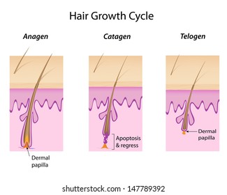 Hair Growth Cycle