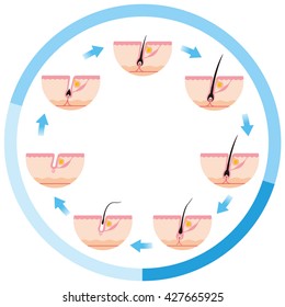 Hair Growth Cycle