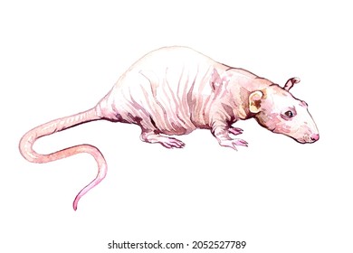 Hairless (fancy, Rattus norvegicus domestica) rat side view, hand painted watercolor illustration