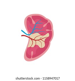 Half Kidney Icon. Flat Illustration Of Half Kidney Icon For Web Isolated On White