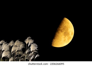 Half Moon And Japanese Pampas Grass.