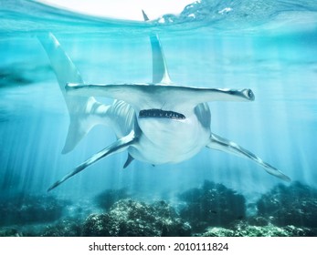 A Hammerhead Shark Swimming In The Ocean Coral Reef Shallows Just Below The Water Line Closing In On Its Victim . 3d Rendering With God Rays