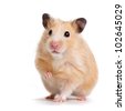 rodent white background