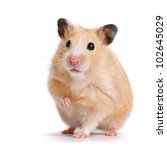 Hamster with the lifted pad on a white background.