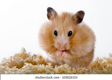 Hamster with sawdust