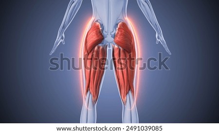 Hamstring and gluteus muscles animation 3D Illustration
