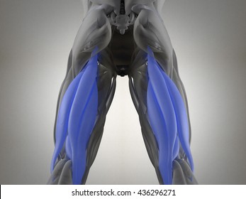 Hamstring Muscle Group, Human Anatomy Muscle System. 3d Illustration.