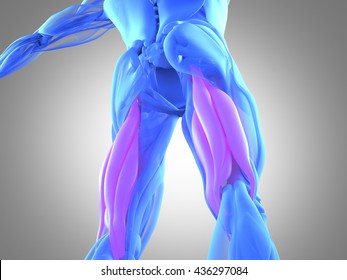 Hamstring Muscle Group, Human Anatomy Muscle System. 3d Illustration.