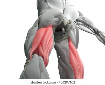 Hamstring Muscle Group, Human Anatomy Muscle System. 3d Illustration.