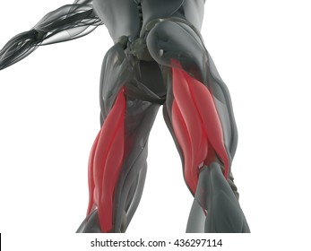 Hamstring Muscle Group, Human Anatomy Muscle System. 3d Illustration.