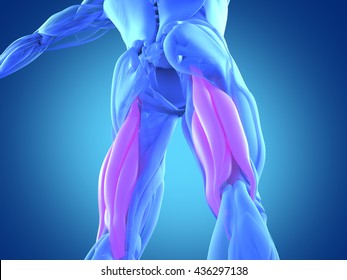 Hamstring Muscle Group, Human Anatomy Muscle System. 3d Illustration.