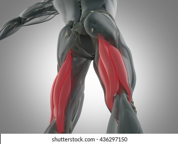 Hamstring Muscle Group, Human Anatomy Muscle System. 3d Illustration.