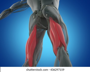 Hamstring Muscle Group, Human Anatomy Muscle System. 3d Illustration.