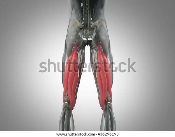 Hamstring Muscle Group Human Anatomy Muscle Stock Illustration ...