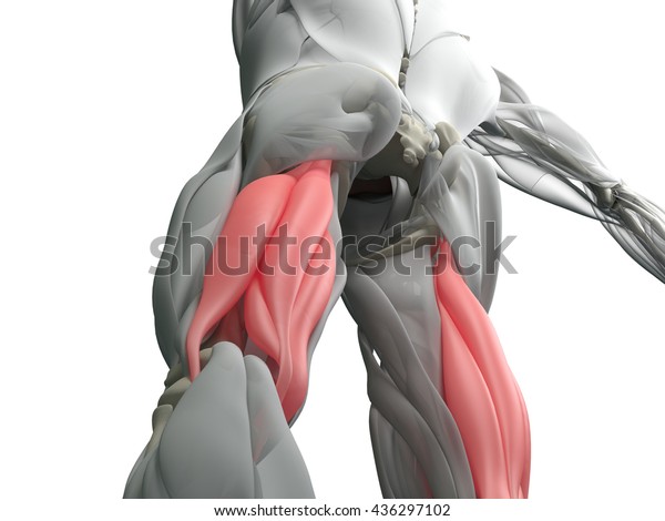 Hamstring Muscle Group Human Anatomy Muscle Stock Illustration